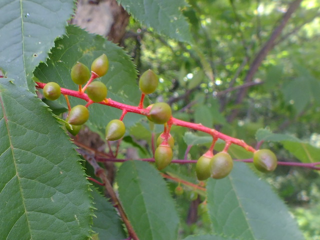 e0145782_19213571.jpg