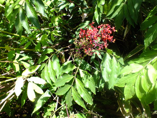 e0145782_19222461.jpg