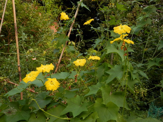 a0125419_7225562.jpg