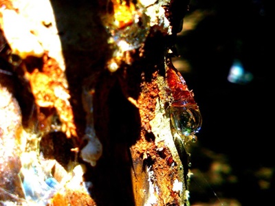 d0194741_953130.jpg