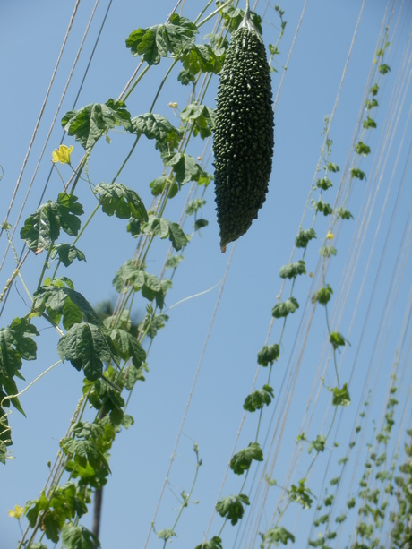 c0062511_20434350.jpg