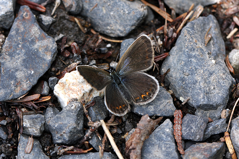 d0054625_22453825.jpg