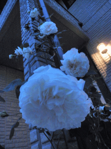 c0136736_7562268.gif