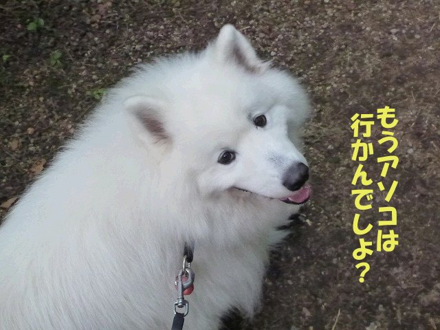 e0176159_9414879.jpg