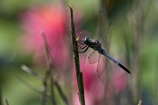 a0242438_1927475.jpg