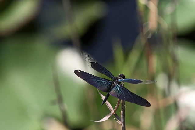 a0242438_19275250.jpg