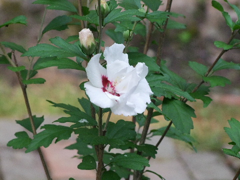 e0088260_18163340.jpg