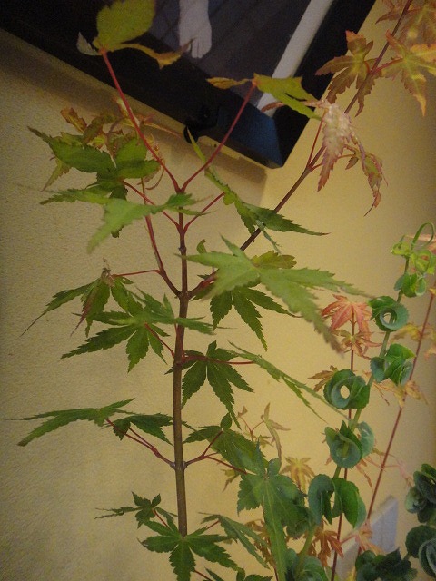 f0208737_8292157.jpg