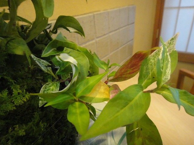 f0208737_830838.jpg