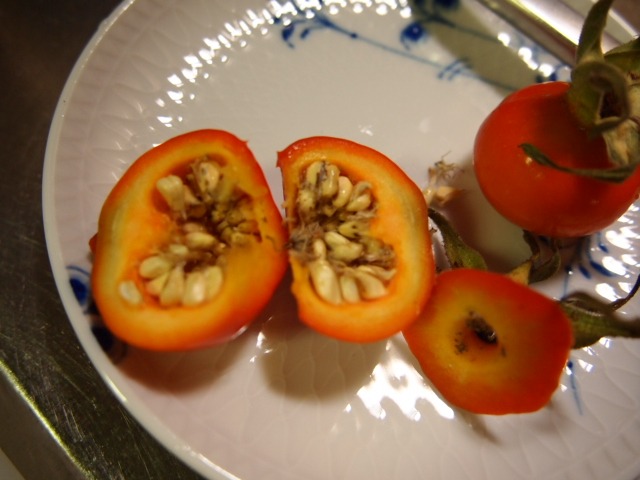 c0117239_1074360.jpg