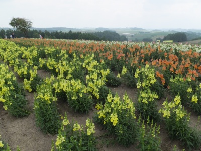 e0173645_16142977.jpg