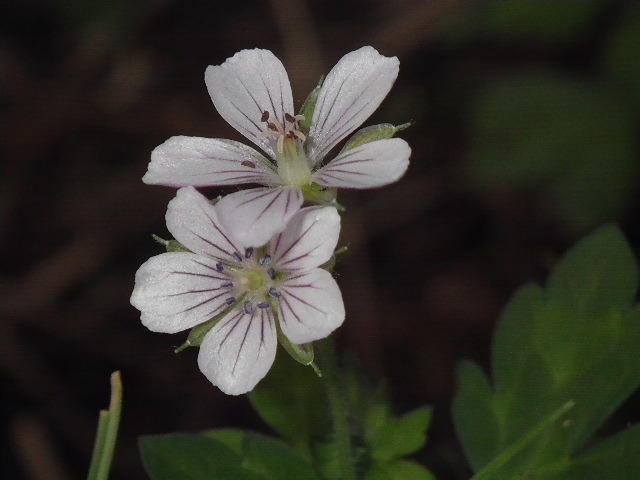 d0010065_16312189.jpg