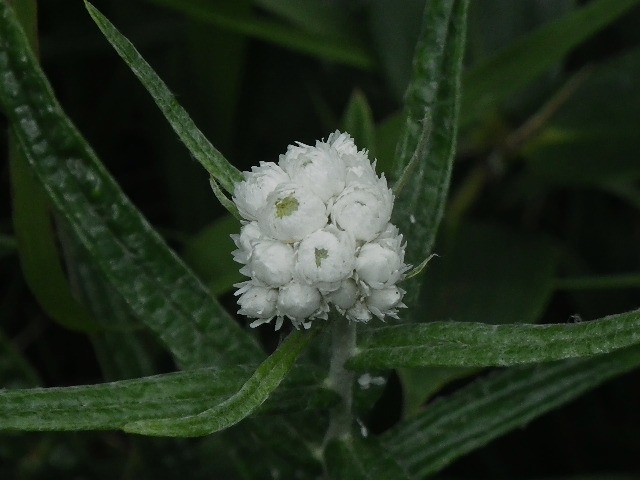 d0010065_16321034.jpg