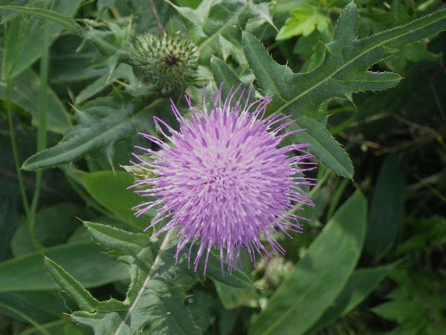 d0010065_16335868.jpg