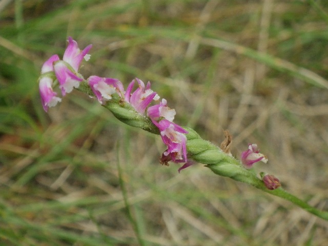 d0010065_16342431.jpg