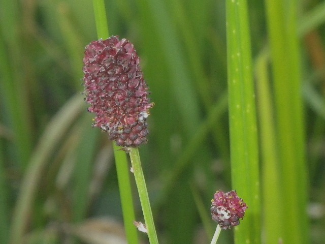d0010065_1759185.jpg