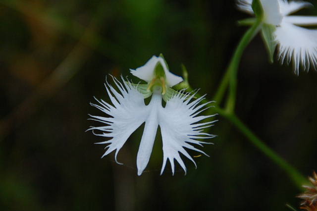 c0022275_11465325.jpg