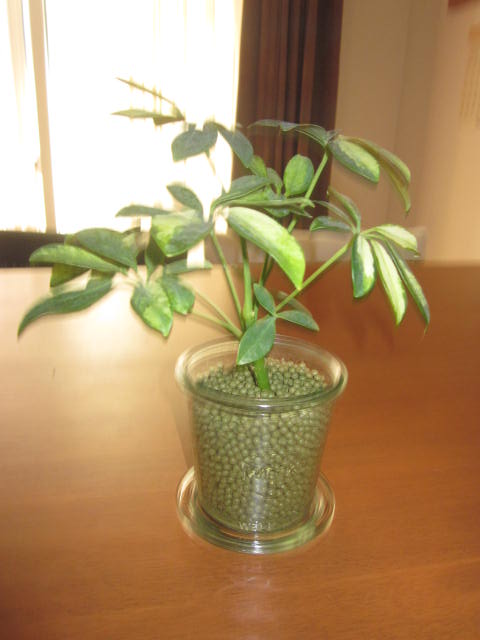 e0330519_15422551.jpg
