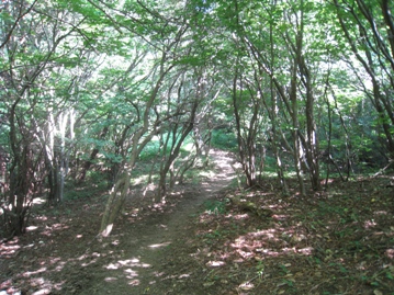 c0077338_556296.jpg