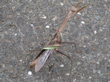 c0077338_55752.jpg