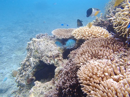 d0078060_1635496.jpg