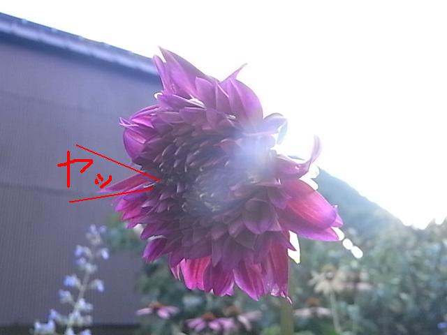 a0146070_7193355.jpg