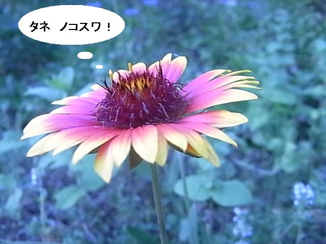 a0146070_7195575.jpg