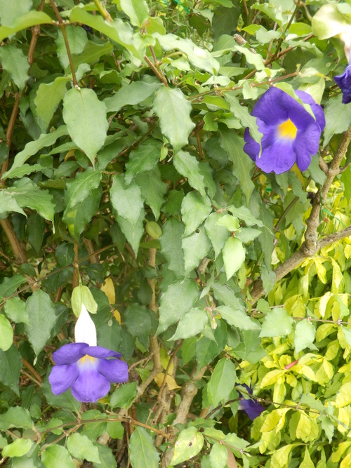 e0292172_20402239.jpg