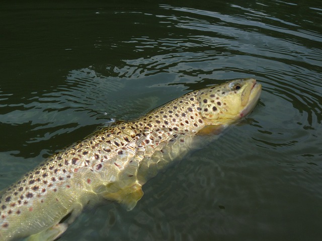 e0202393_22501586.jpg