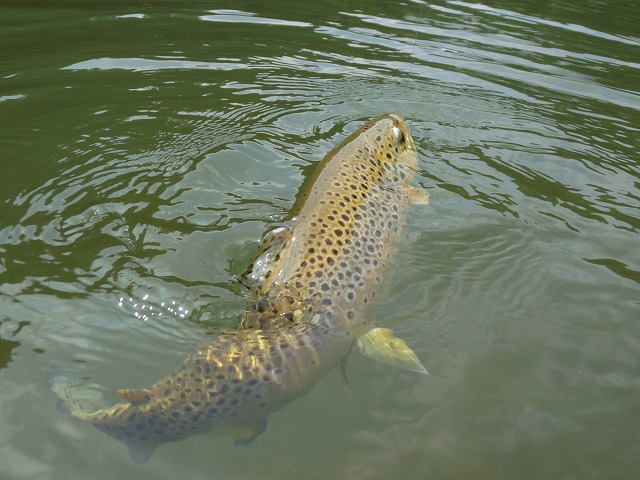 e0202393_2381946.jpg
