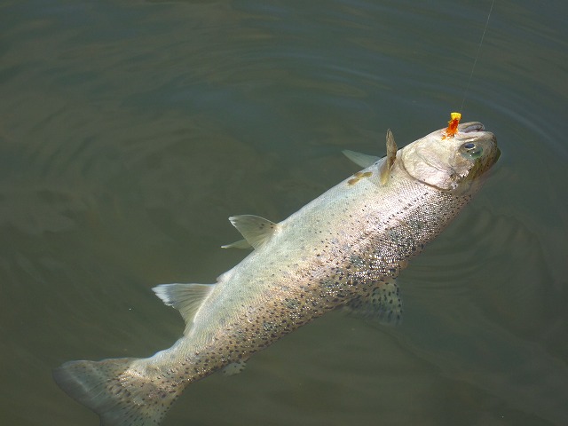 e0202393_23854100.jpg