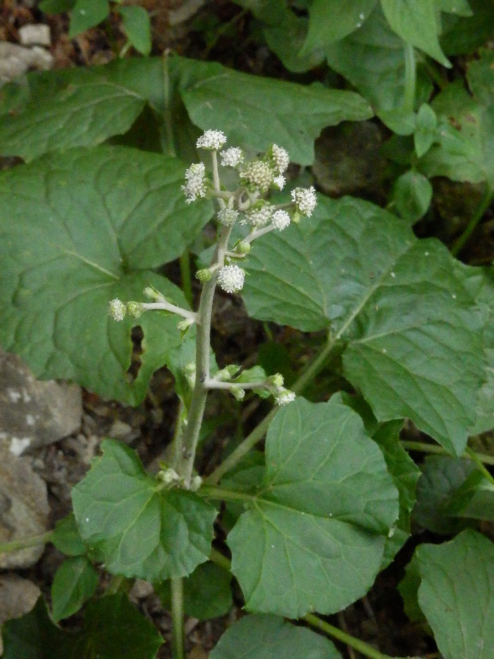 f0219710_6561960.jpg