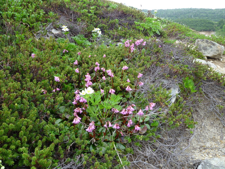 d0170615_1172730.jpg