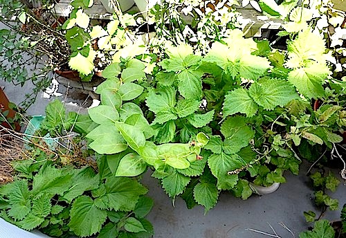 f0036716_13431120.jpg