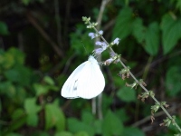 d0006323_216797.jpg