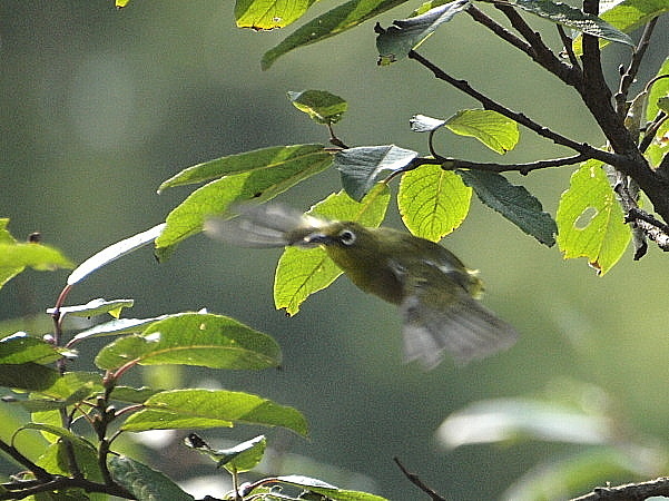 f0215964_11235284.jpg