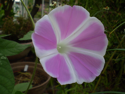 a0135990_21554183.jpg