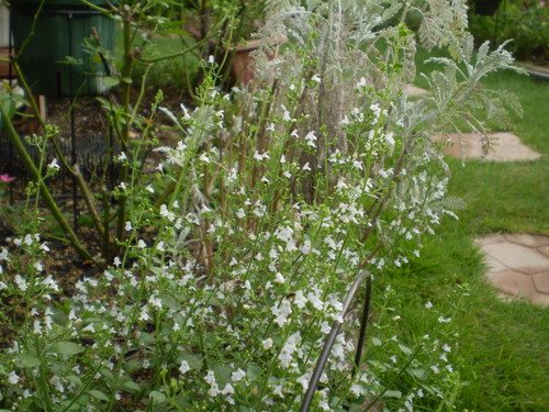 a0135990_224151.jpg
