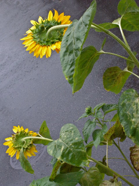 a0199297_20241912.jpg