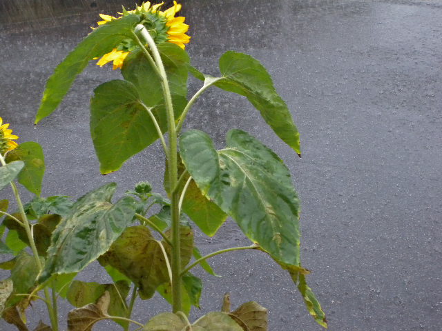a0199297_20242296.jpg