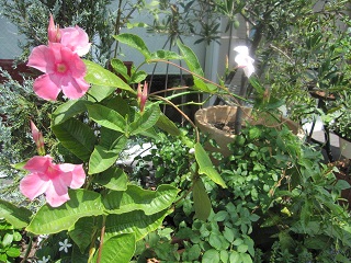c0152002_18211430.jpg