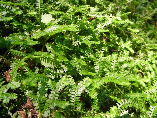 f0187402_2115967.jpg