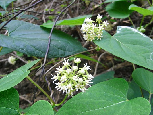 f0187402_2131312.jpg