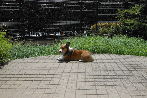 e0071225_115951.jpg