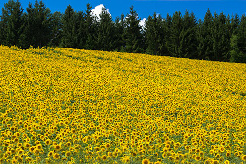 e0025030_9303739.jpg
