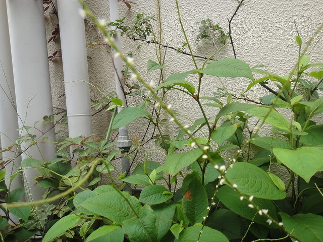 f0208737_854669.jpg