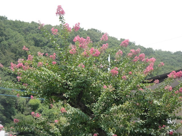 f0208737_861295.jpg