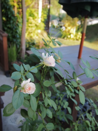 b0246758_14313790.jpg