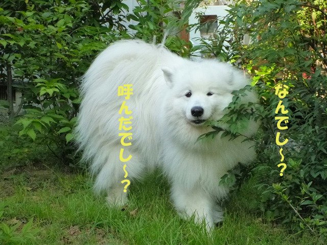 e0176159_11204726.jpg