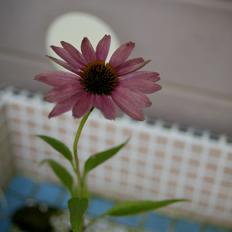 b0075364_11125146.jpg